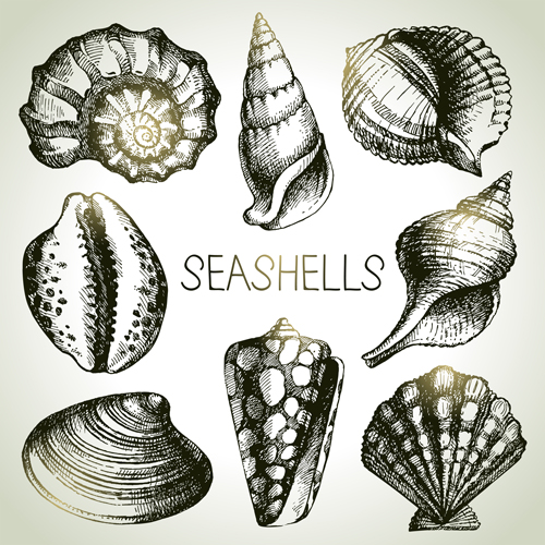 Set of seashell hand drawn vectors material 11  