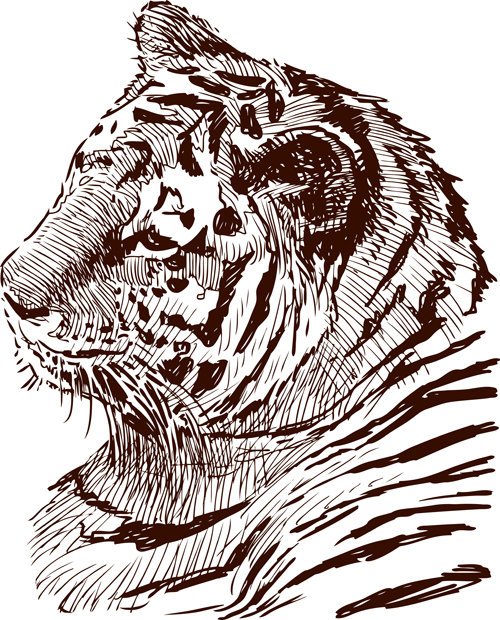 Hand drawing tiger vector material 02  