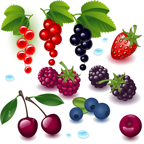Realistic fruits and berry design vector 01  