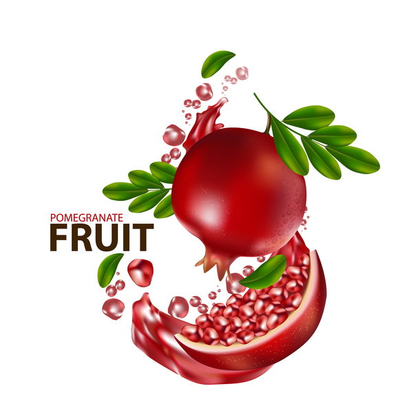 Realistic pomegranate fruit illustration vector 06  