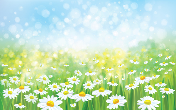 White daisies with spring backgrounds vector set 05  