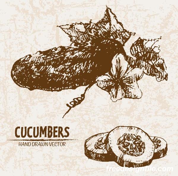 cucumbers hand drawing retor vector 02  
