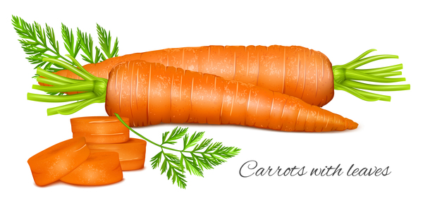 Karotten mit Blattvektor  