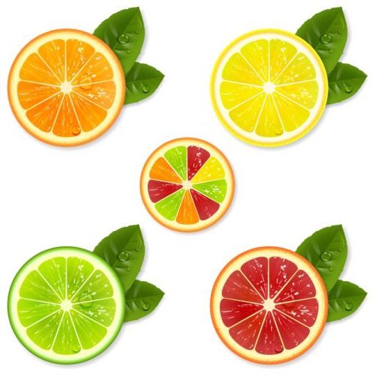 Citrus fruit illustration vector material  