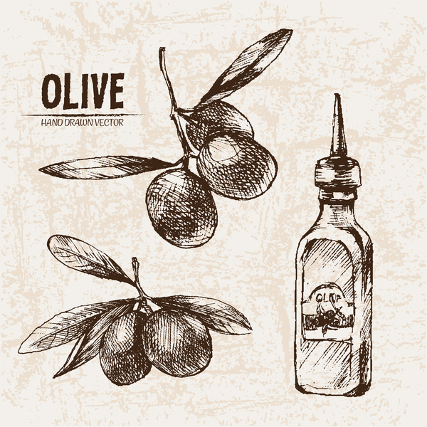 Olive hand drawn vectors design set 14  