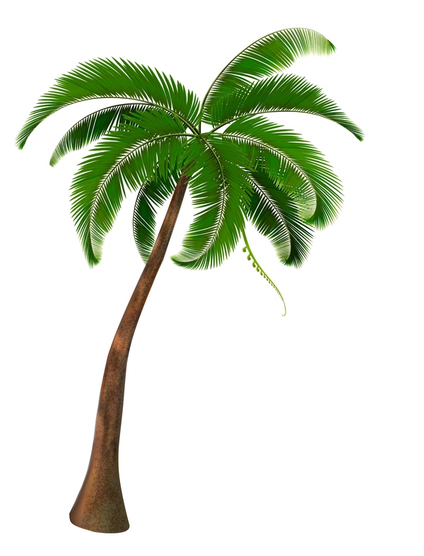 Vecteurs d’illustration réaliste palm tree 06  