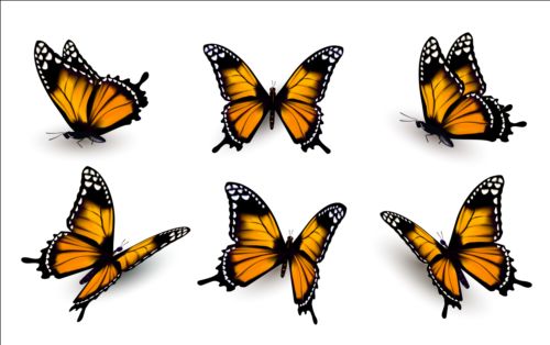 Colorful butterflies illustration vector collection 14  