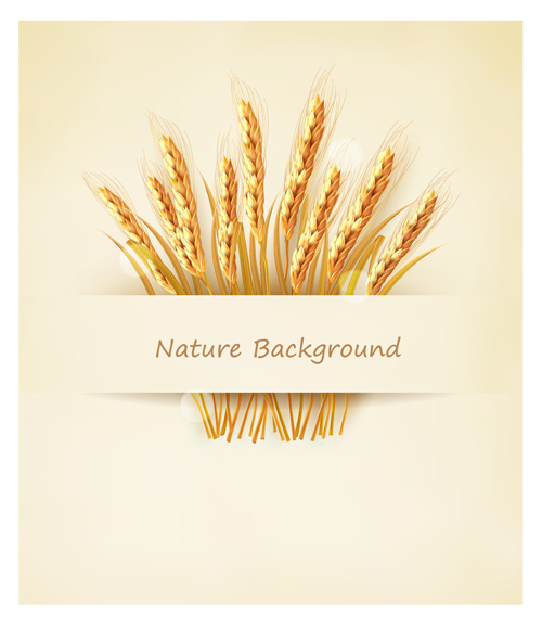 Classic gold wheat background vector material 02  