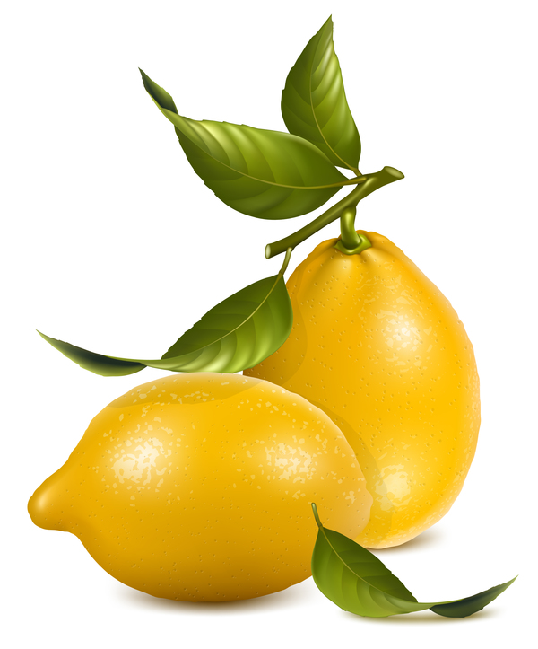 新鮮なレモンのベクトル図 04  