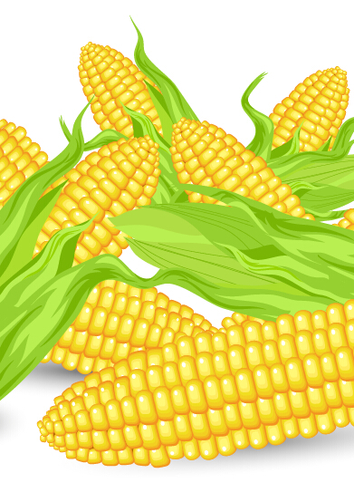 Realistic corn design vector  