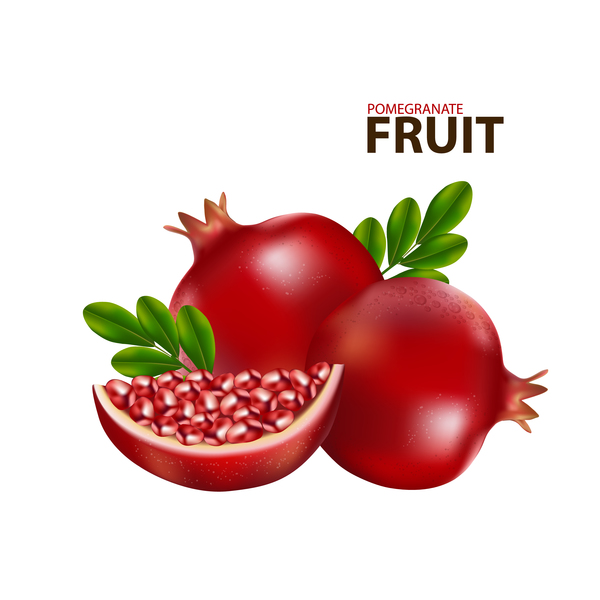 Realistic pomegranate fruit illustration vector 04  