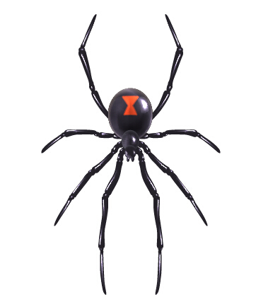 Realistic spider vector design  