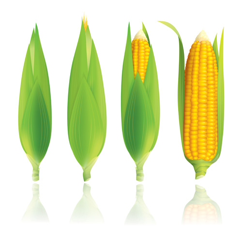 Realistic corn design vectors set 03  