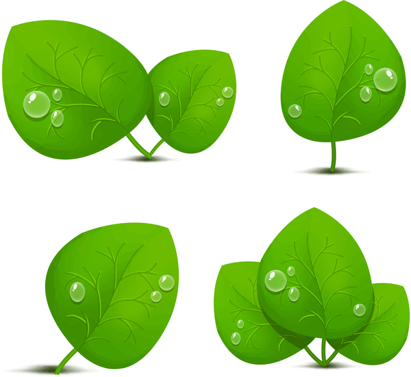 Transparante waterdruppel met groene bladeren vector 01  