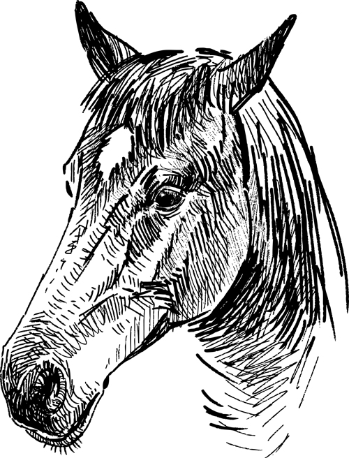 Draw horses vector 05  