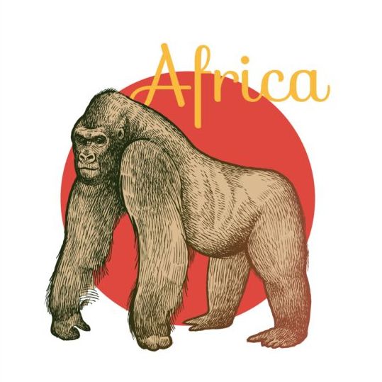 Africa orangutan vector  