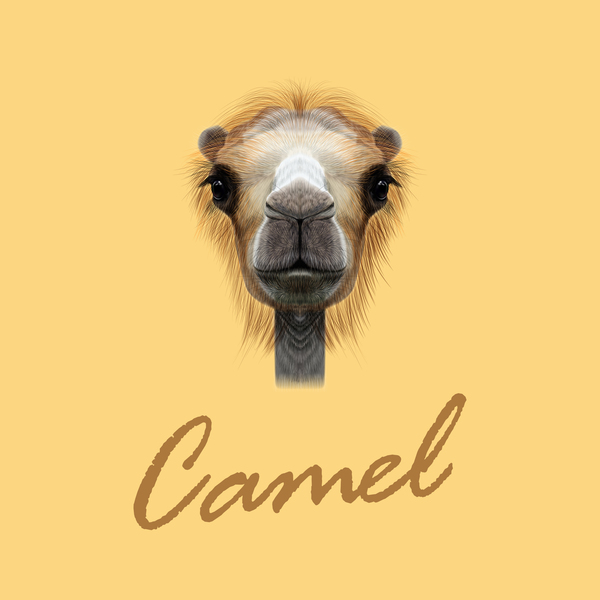 Illustration de chameau tête vector 02  