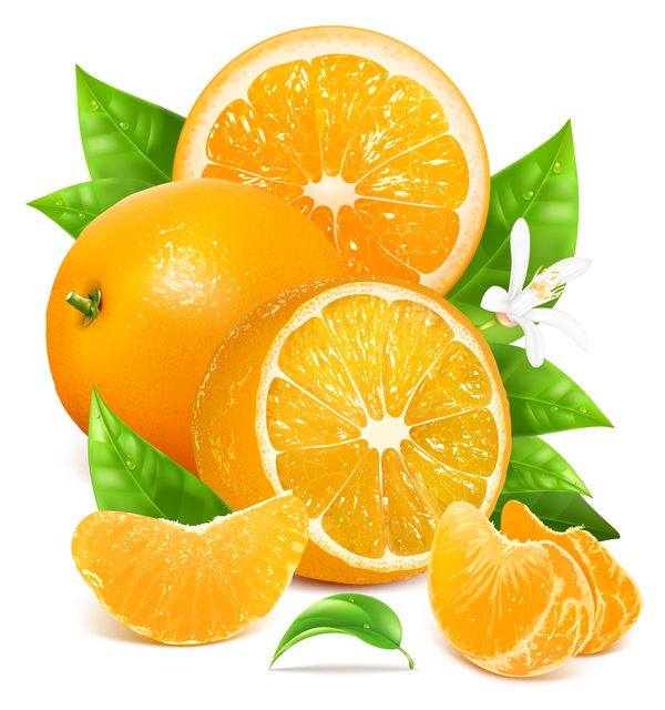 新鮮な柑橘類のイラストベクター08  