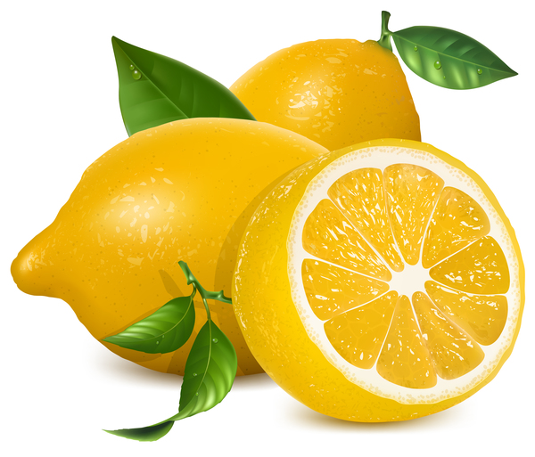 Fresh lemon vector illustration 03  