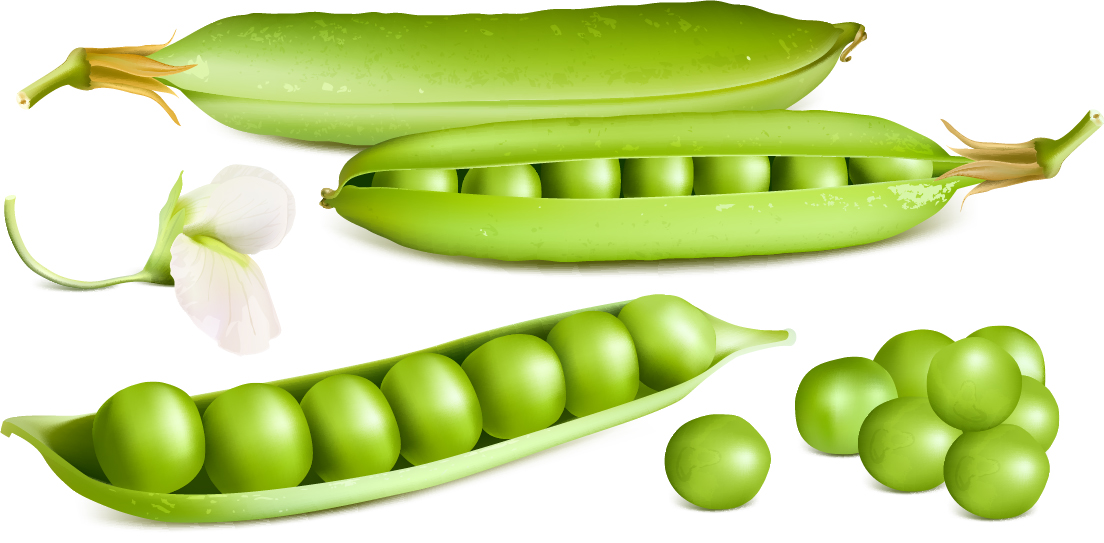 Fresh peas vector graphics 02  