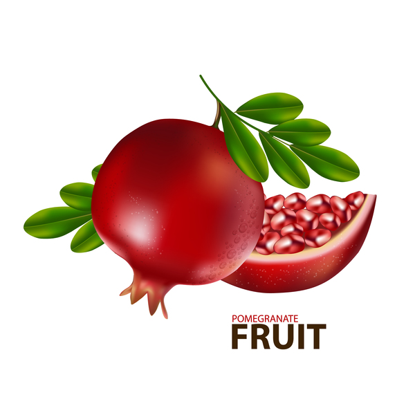 Realistic pomegranate fruit illustration vector 03  