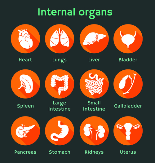 Various internal organs icons design vector 01  