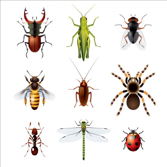 Vector insectes énorme collection 05  