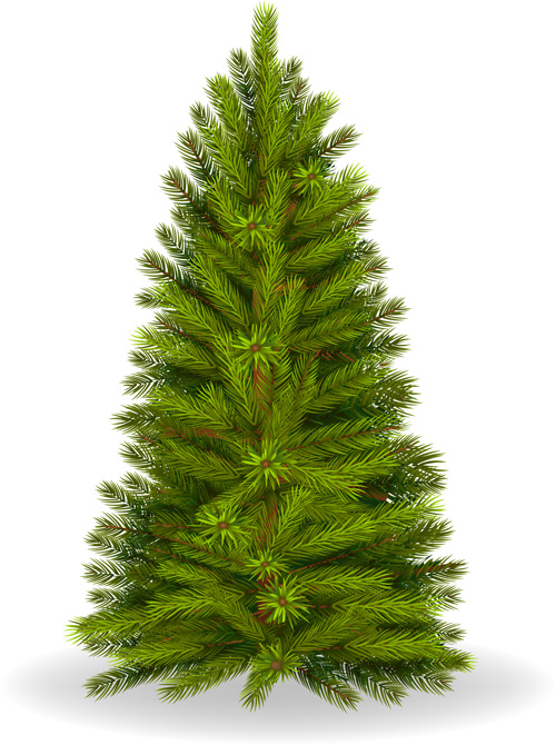 Christmas green fir  
