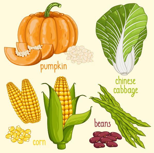 Légumes frais avec illustration vectorielle de nom 08  