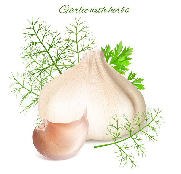 Garlic with hervs vector  