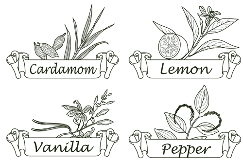 Hand drawn herbs and spices labels vector 06  