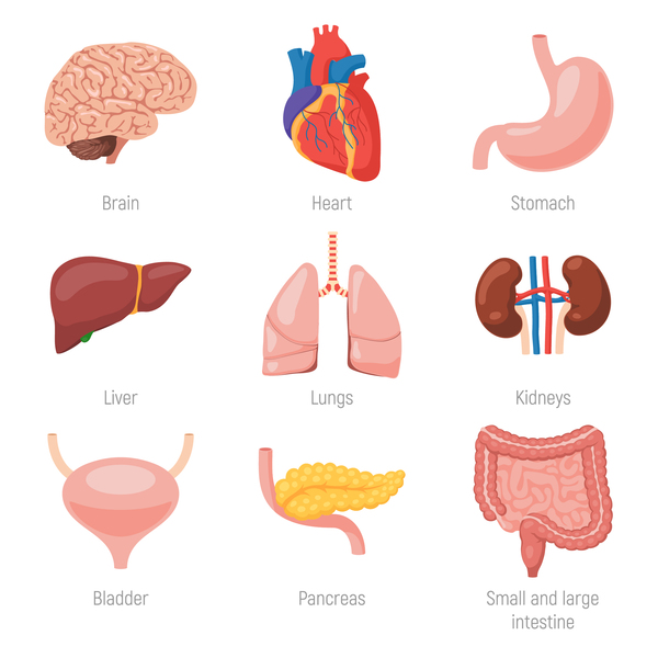 Vecteurs d’illustration des organes viscéraux humains mis 04  