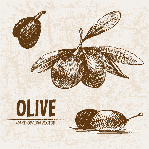 Olivgrüne Hand gezeichnete Vektoren Design-Set 13  