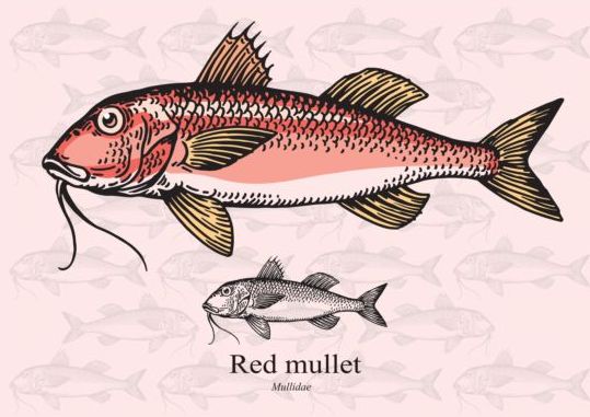 빨강, 멀 렛, 물고기 벡터  