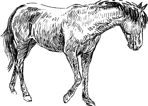 Draw horses vector 04  