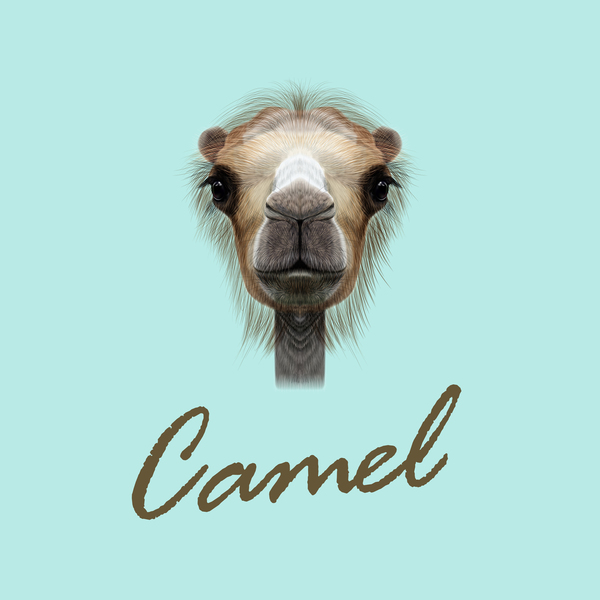 Kamel Kopf Vektor-Illustration 01  