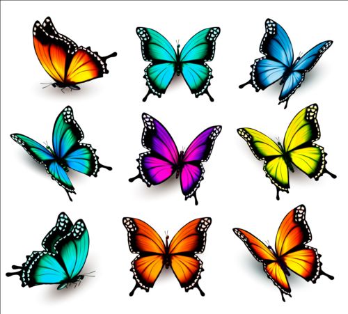 Colorful butterflies illustration vector collection 13  