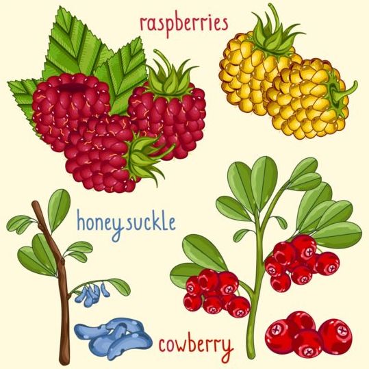 Fruit met naam design vector 10  