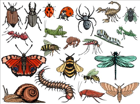 Векторные насекомые огромная коллекция 04  