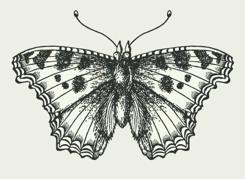 Vintage butterfly illustration vectors  