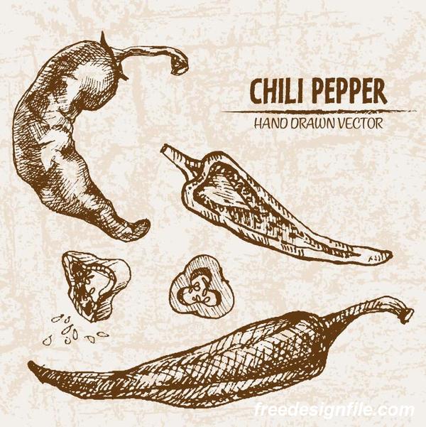 Chili Pepper Handzeichnung Retor Vektor 02  
