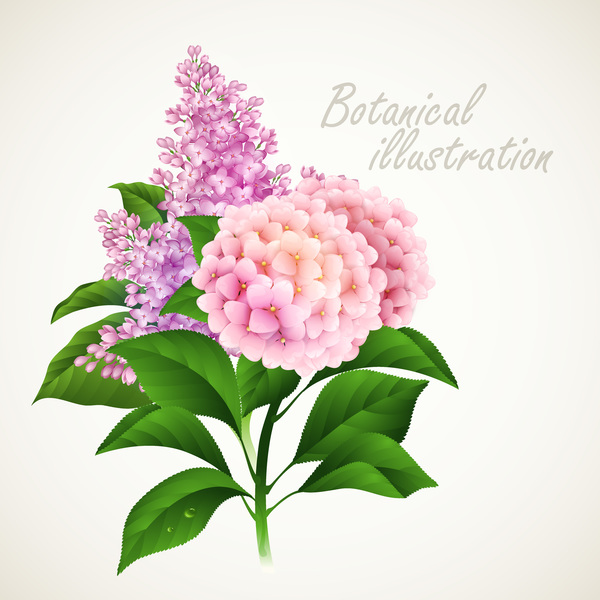 Botanischer Blumenillustrationsvektor  