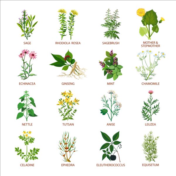 Different plants vector illustration set  