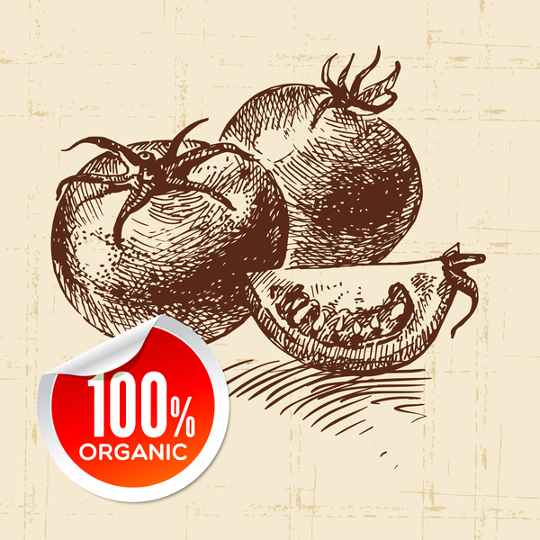 Tomato hand drawn sketch vector  