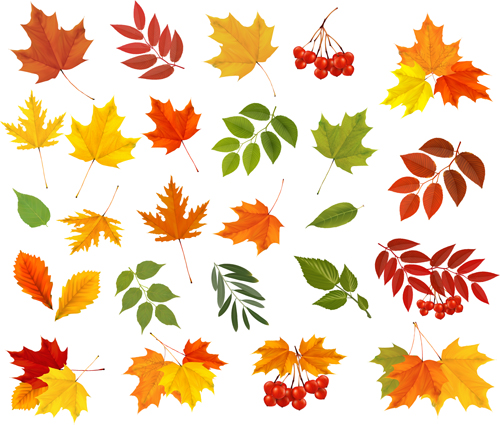 Various autumn leaves vector set material 02  