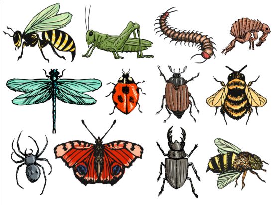 Vector insectes énorme collection 03  