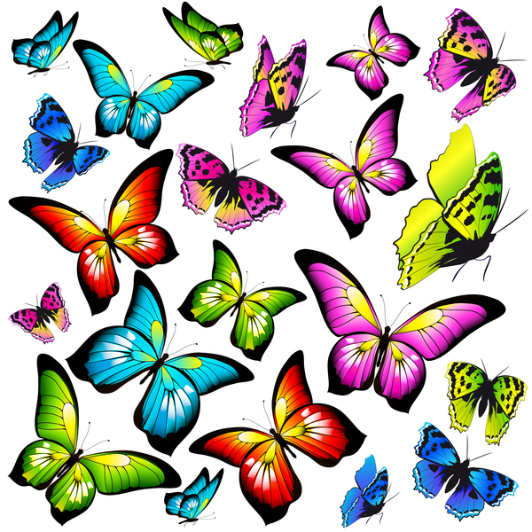 Butterfies colorés vector illustration set 01  