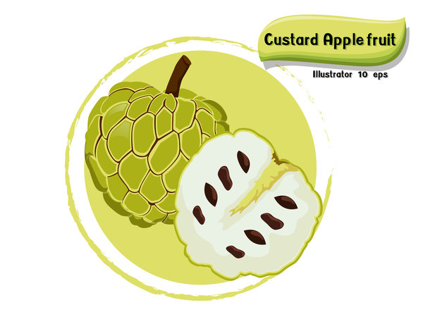 Custard apple fruit illustration vector  