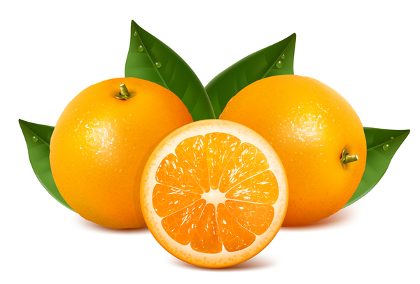 新鮮な柑橘類のイラストベクトル07  