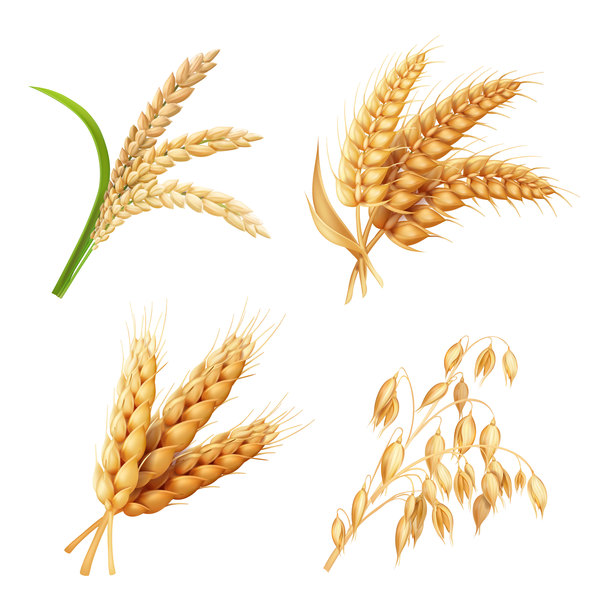 Vecteur d'illustration de blé  